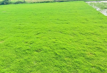 Lawn Grass Suppliers in Kadiyam