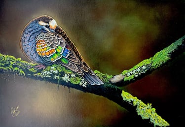Painting of Bronzewing Pigeon, Every home has its own pigeon couple, familiar and constant.
