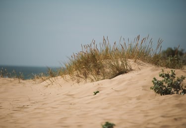 Beach with a small plant growing from the sand, symbolizing employee wellness and growth