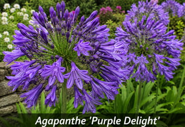 la fleur Agapanthe 'Purple Delight'