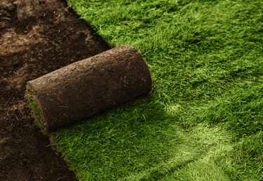 Fresh sod in Morrisville being laid to restore a green, healthy lawn