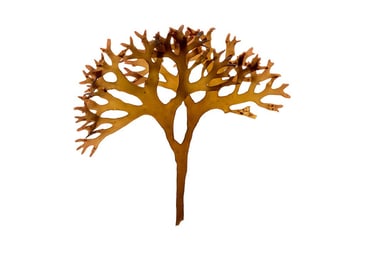 Chondrus crispus