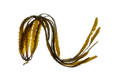 Lessonia corrugata
