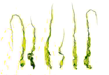 Ulva intestinalis
