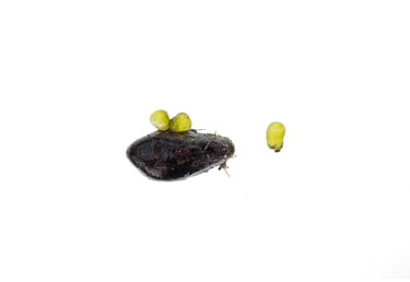 Valonia sp.