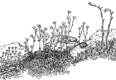 a close-up image of several rocks and small plants like moss and figwort growing in between rocks