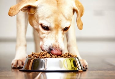 Gele labrador eet krokante hondenbrokken uit zilveren voerbak