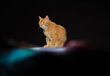 photographe animalier brest finistère