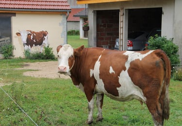 Tête à tête entre une vrai vache et une autre en trompe-l'oeil peint sur une façade