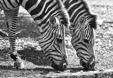 9º ClasificadoConcursillo Octubre 2025 BN