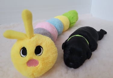 Chiot Schnauzer nain noir