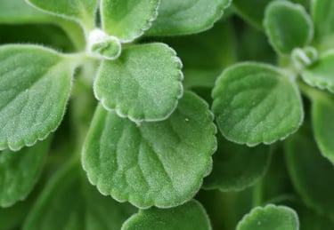 vicks plant