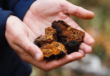 medicinal mushrooms, cordyceps