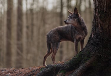 A brown dog standing on a tree pet photography in Wakefield