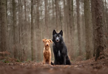 A golden puppy and a black dog sit side-by-side on a forest path pet photography in Wakefield