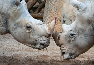 Exp Virtual Jose Ferri II - 5