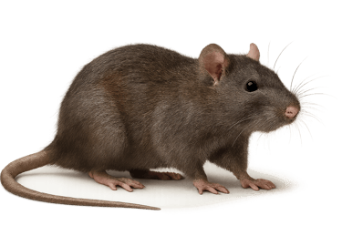 Rat brun ou surmulot — espèce nuisible traitée à Bordeaux