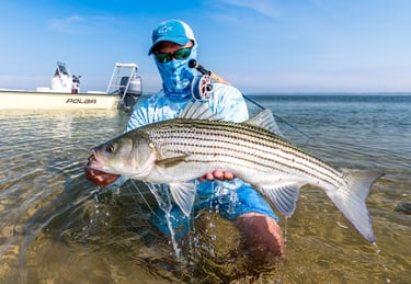 Striped bass in the east end of Long Island, NY