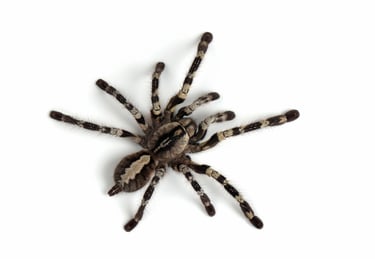 spiders