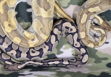 Pair enchi butter hypo-Breeder ball python-Pet Den