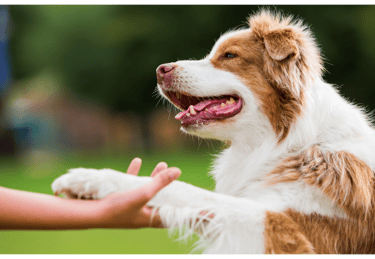 A dog giving paw.