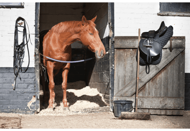 Horse standing in it's stable looking out at it's saddle hooked over the door.