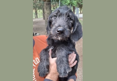 cucciolo labradoodle allevamento italia