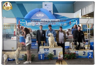 Always winning and proud breeding. Sleepysong Kennel.