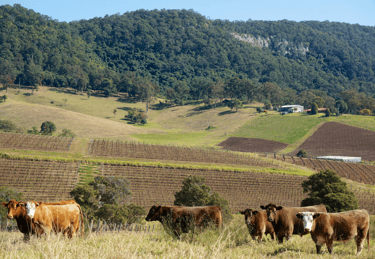 Photo of A Hunter Valley vineyard