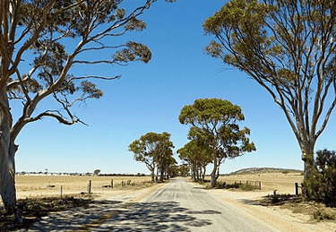 Tree lined BencubbinโKellerberrin Road with sandy feilds