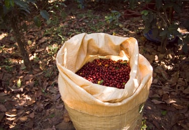 um saco de grãos de café em um saco de pano