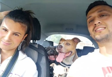 Allevatori con cani razza Staffordshire Bull Terrier, American Staffordshire Terrier e Chiuhuahua