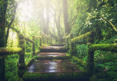 Accompagnement Individuel en Communication NonViolente AICNV