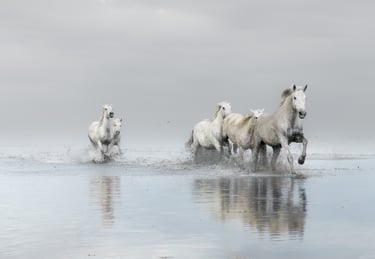 horse movement fine art photography Laura Mommicchi