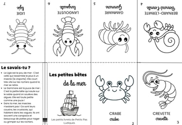 petits livret insecte de la mer