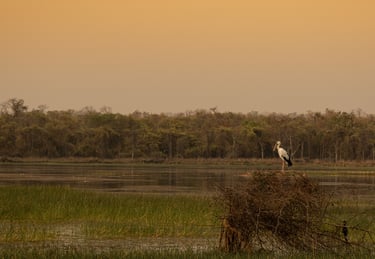 An Openbill Stock sitting on a dry grass with the wetland as background