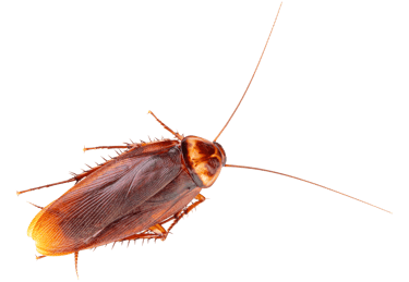 cockroach control