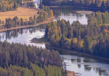 A curving river with pine trees lining the banks