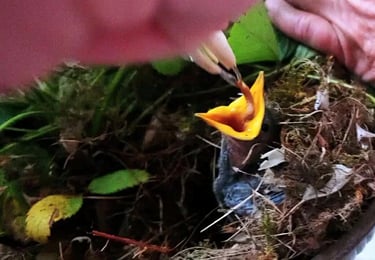 Health Vibes - We saved 2 baby birds, Cinder & Ash, and bought mealworms to feed them