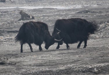 Yaks au combat