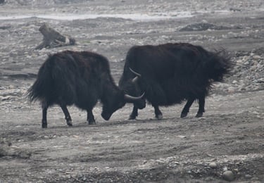 yaks fighting in Dolpo