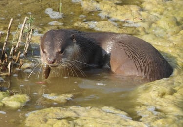 otters fishing in Bardiya park