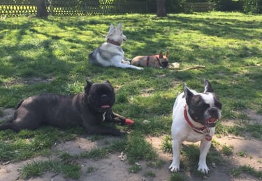 4 Hunde gemeinsam auf der Wiese