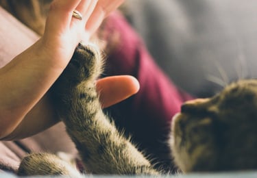 a cat is sitting on a couch and a woman is holding her hand out to