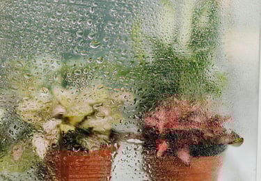 Indoor mini greenhouse for Frittonia houseplants