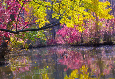 Kayaking Parker's Creek in the Fall.