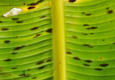 Musa sp Banana with bacterial leaf spot