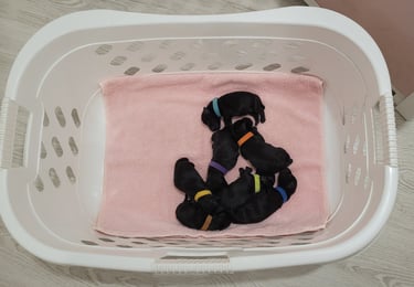Chiots Schnauzers nains ages de 1 jour 