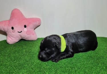 Bébé Schnauzer nain noir