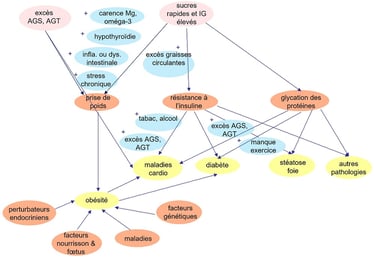 mécanismes de la prise de poids